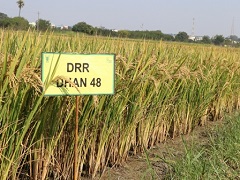 DRR Dhan 48/डीआरआर धान 48